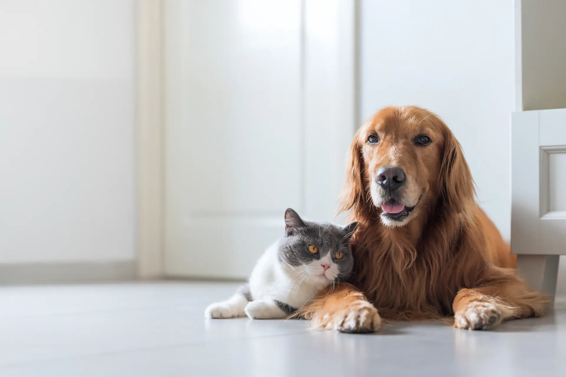 Dog and cat lying next to each other