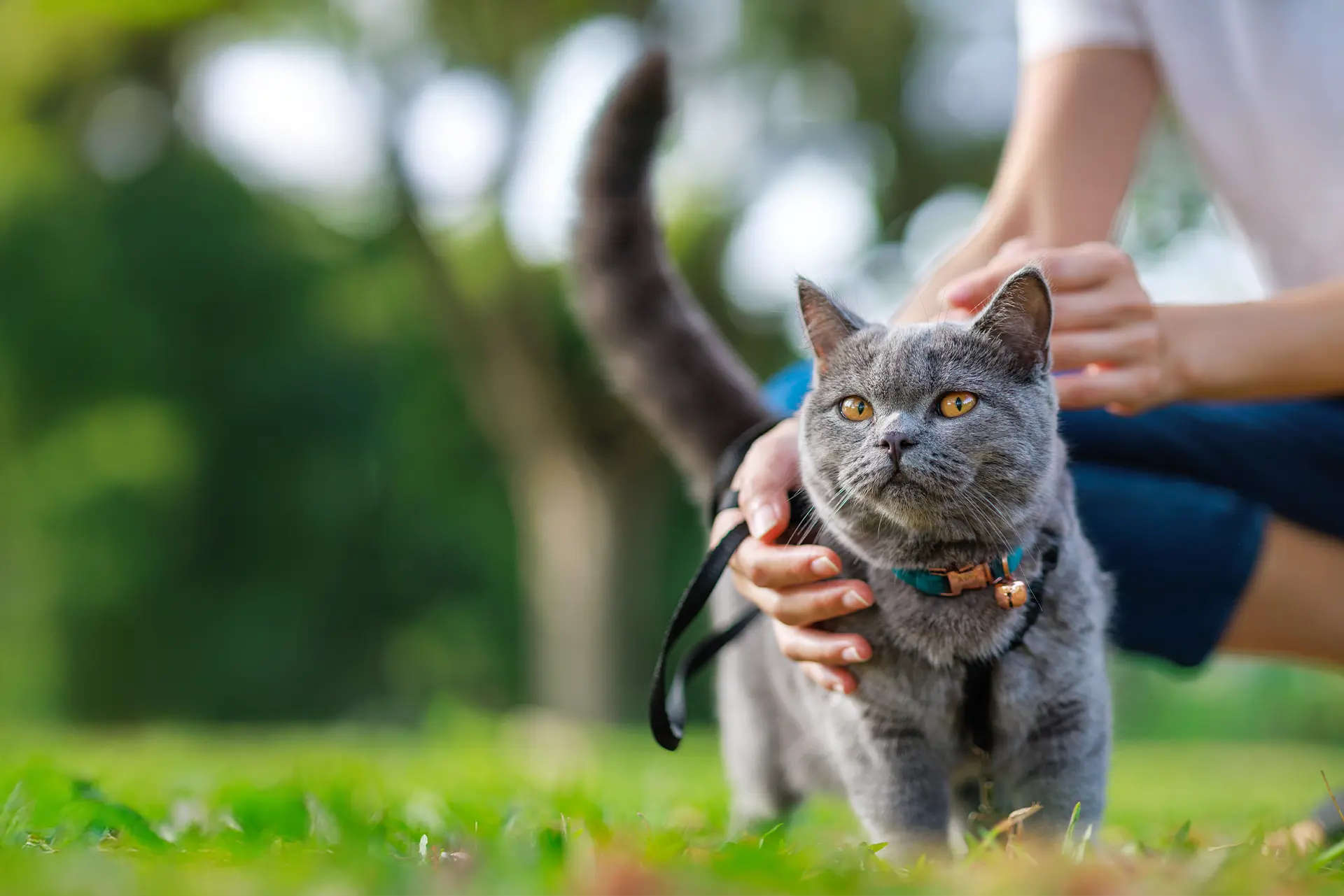 Grey cat with yellow eyes