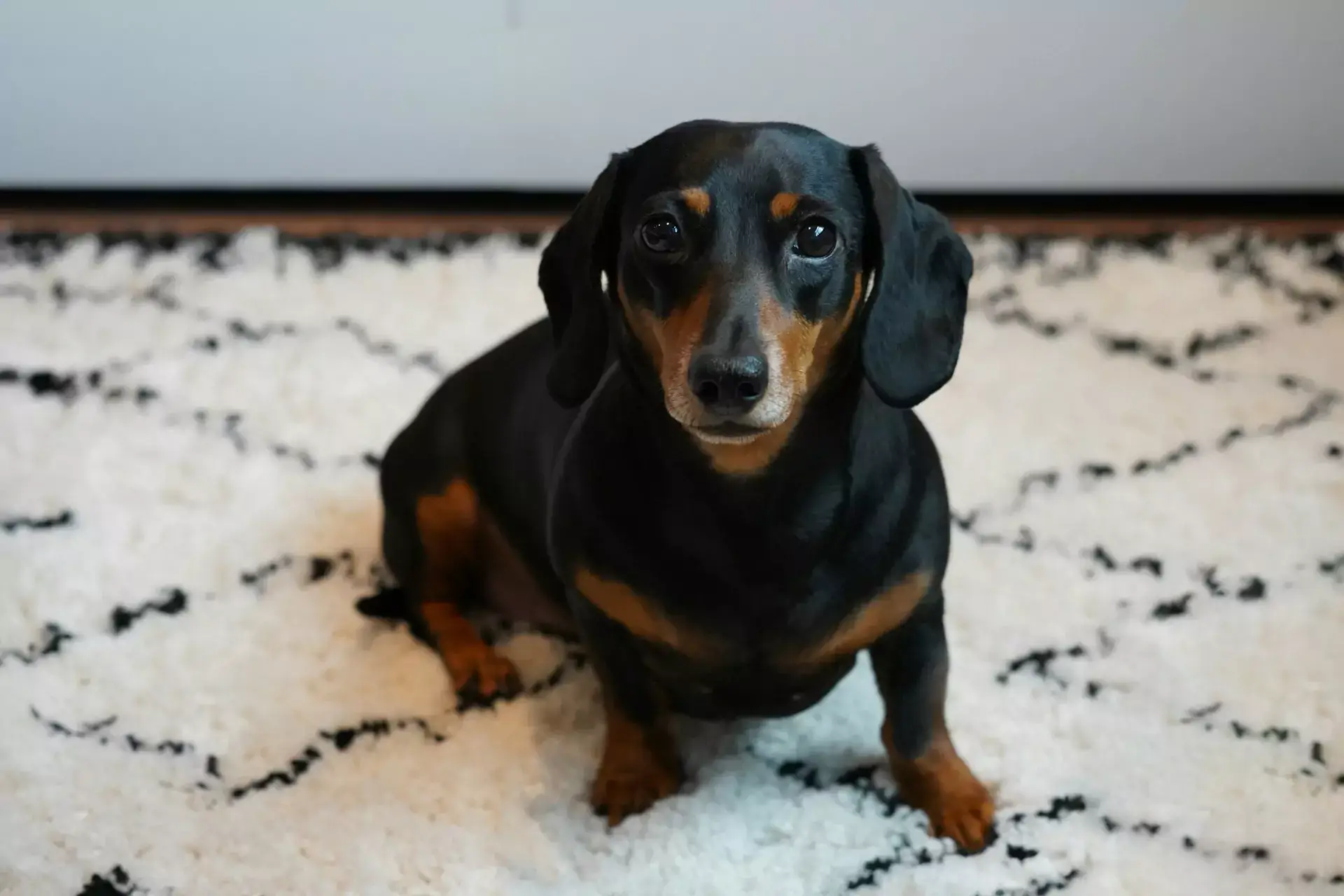 Dachsund with black and brown fur