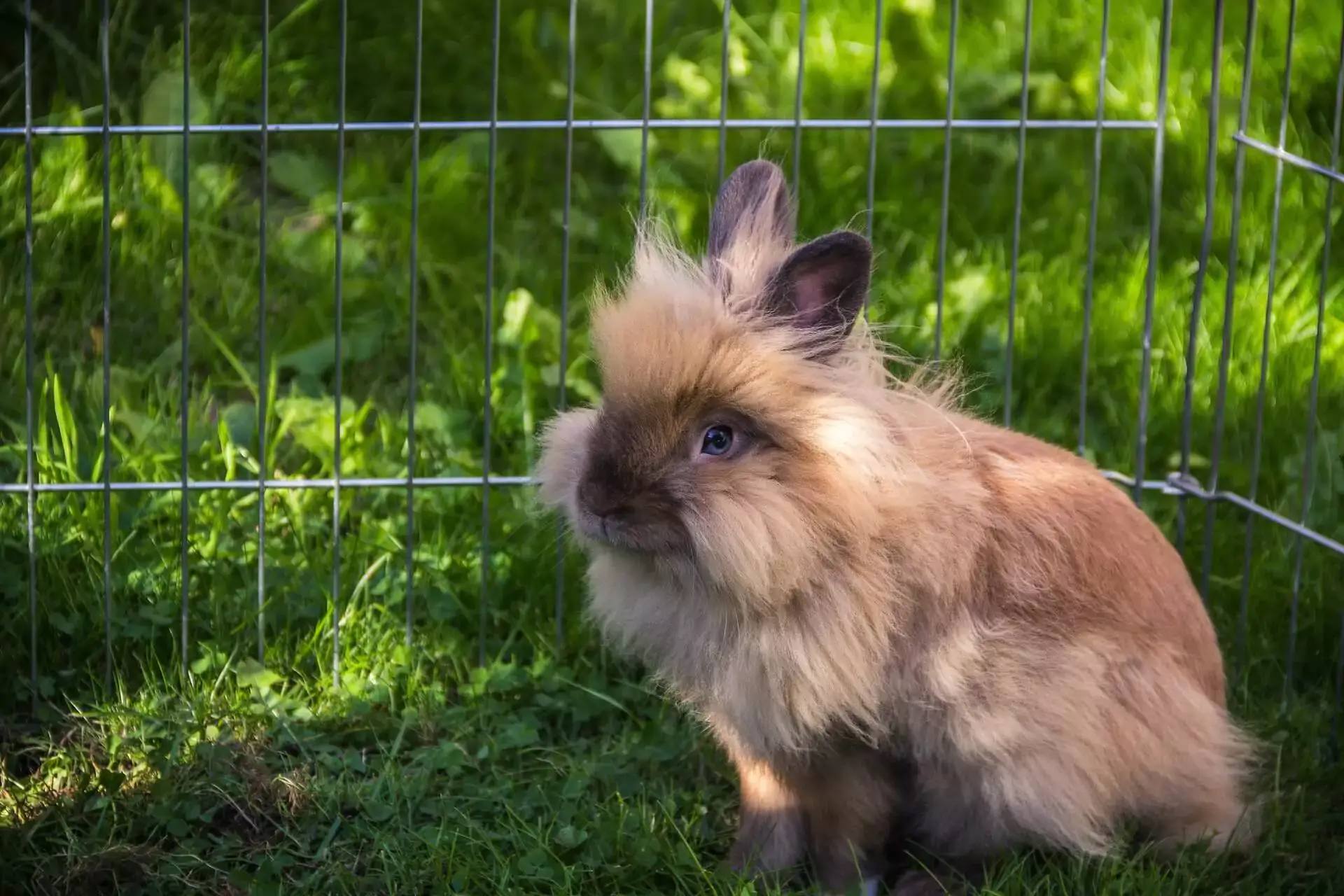 Rabbit with brown fur sitting on grass