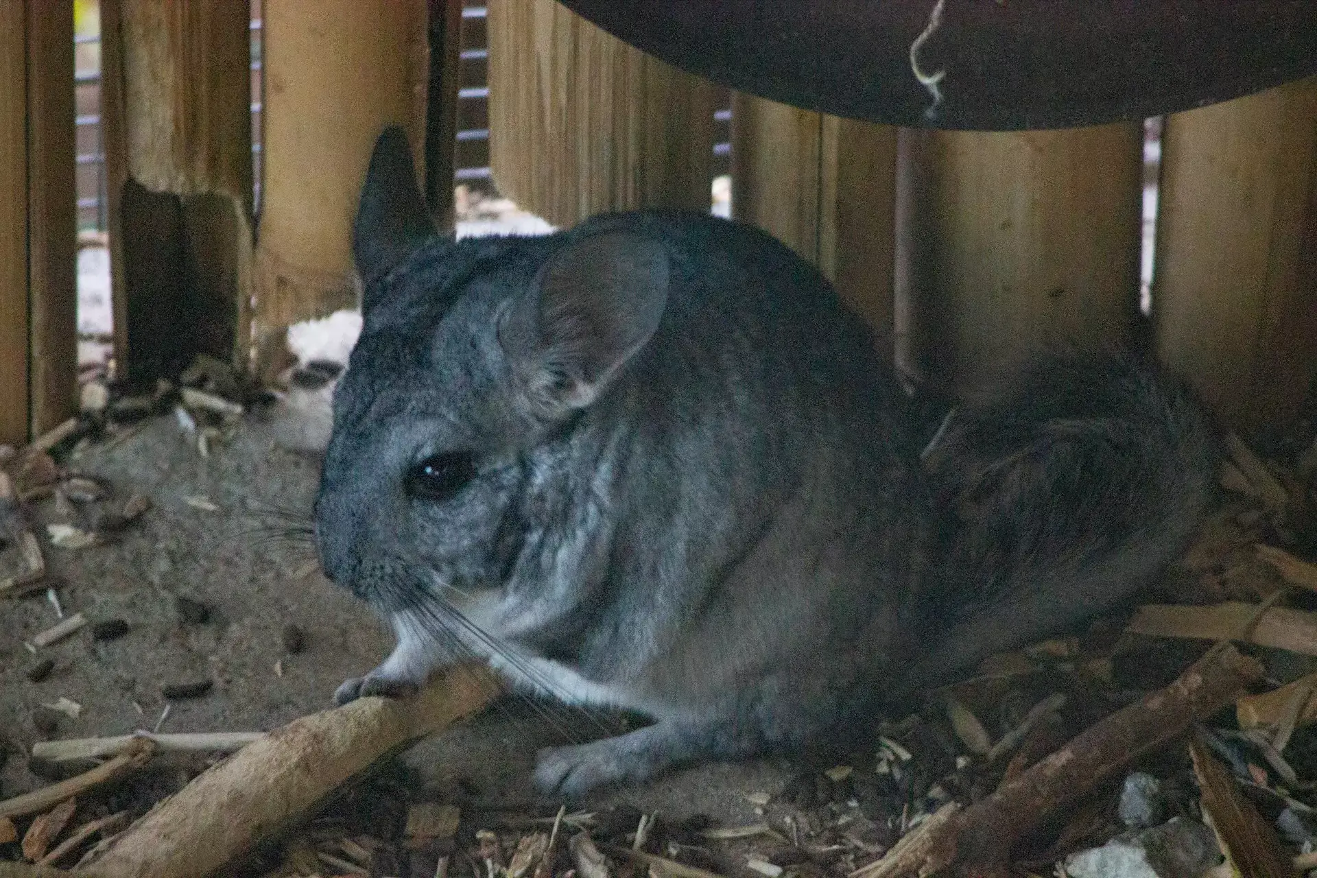 Chinchilla with gray fur