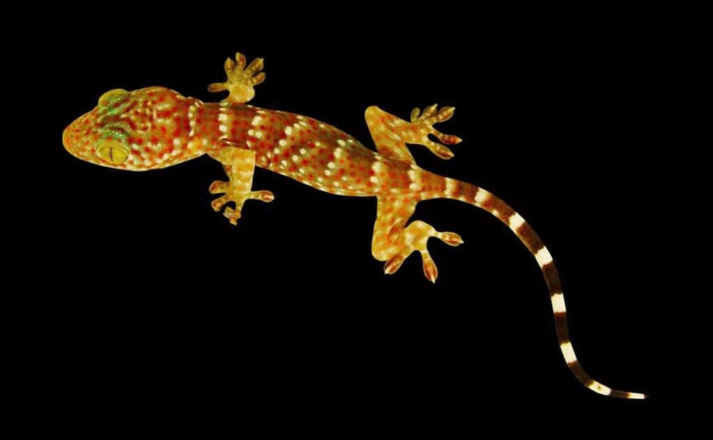 Yellow and red gecko