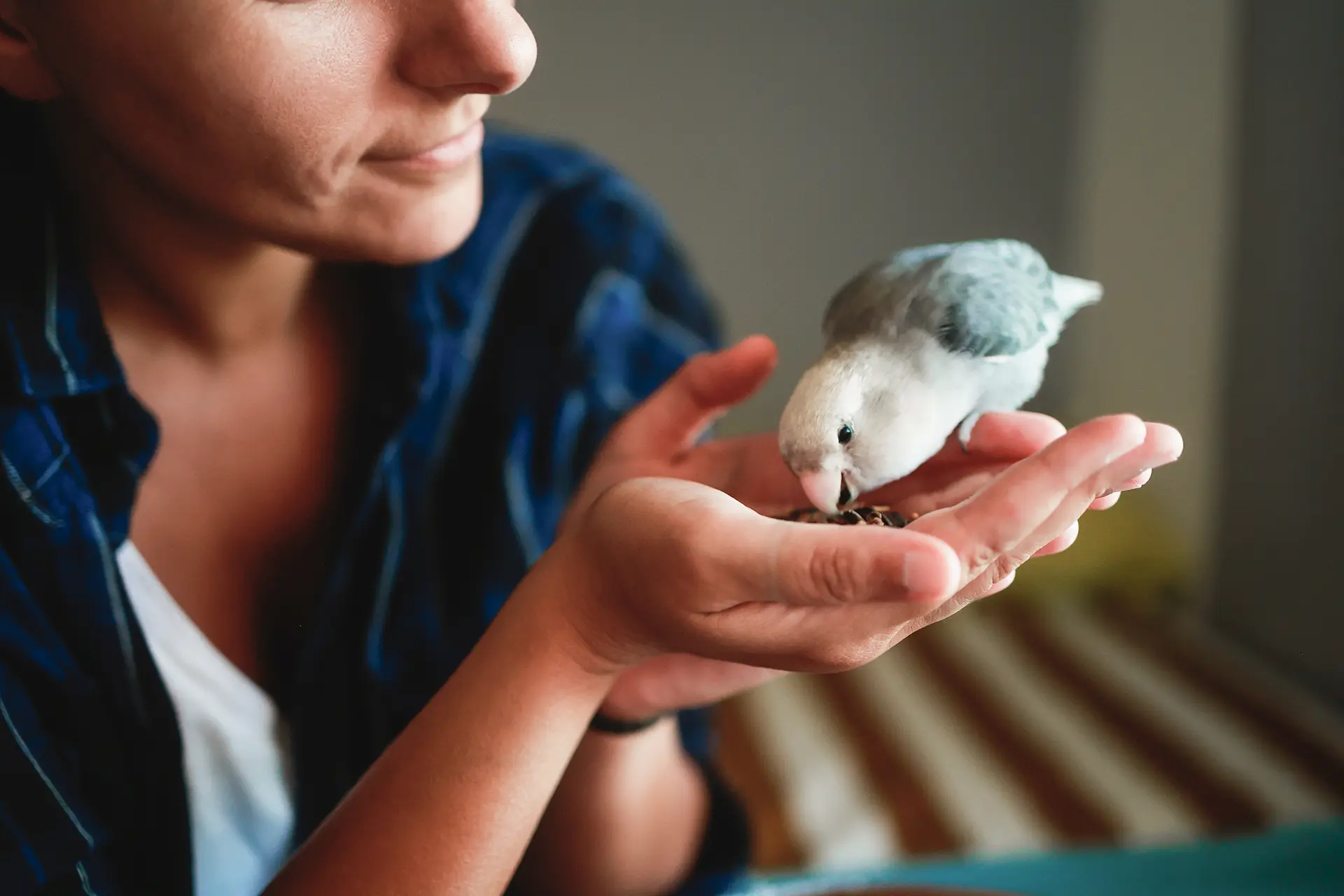 Bird sitting in the palm of a person's hand