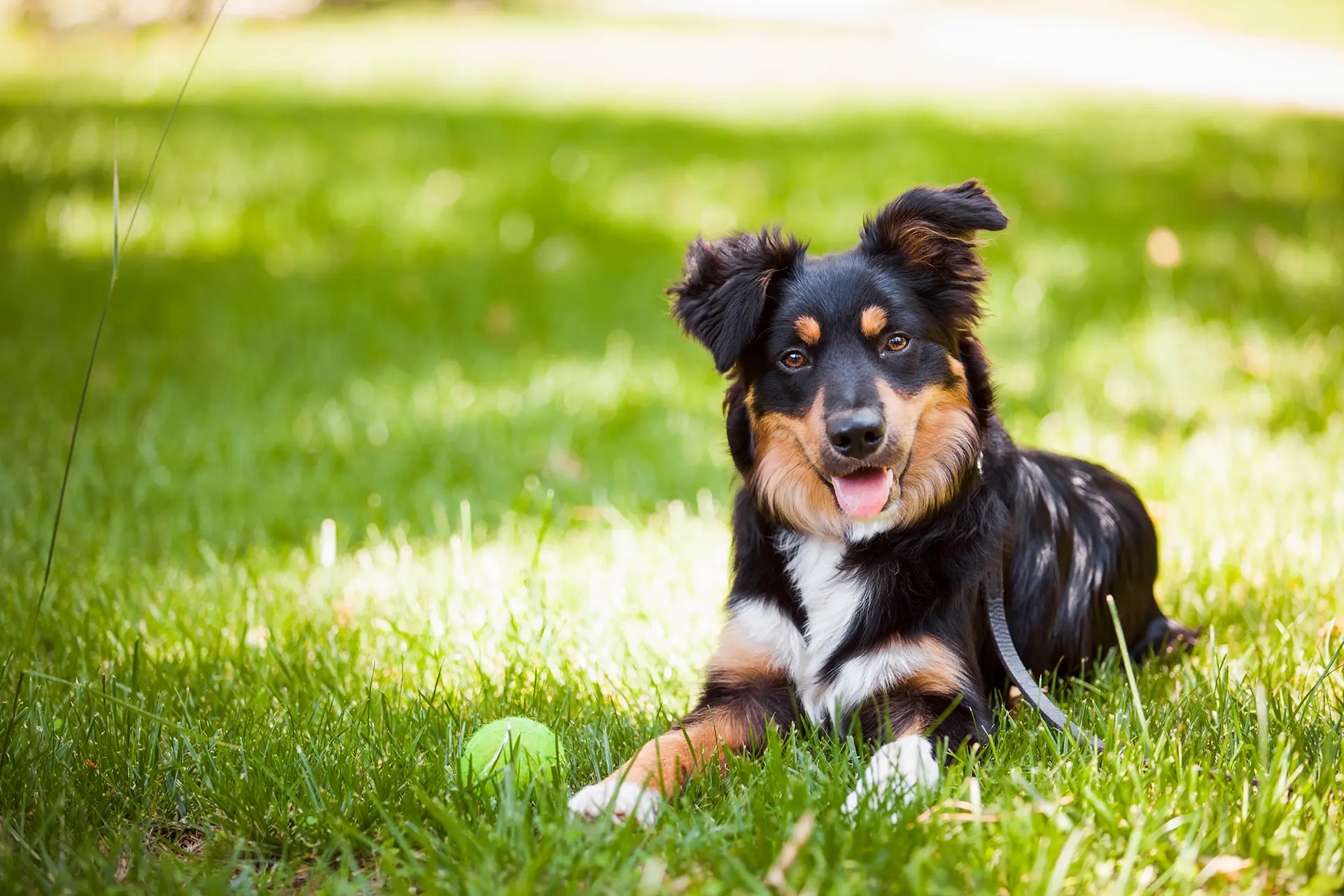 Dog with floppy ears sitting on grass