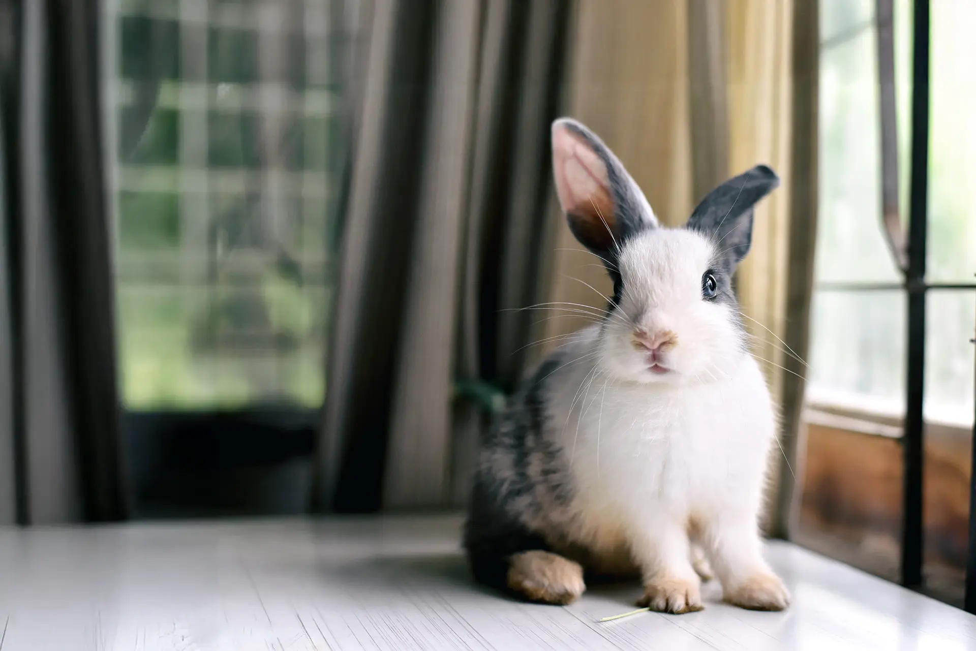 Grey and white rabbit sitting by a window