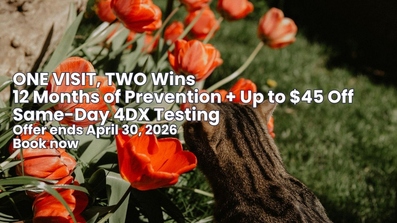 Dog and cat lying next to each other