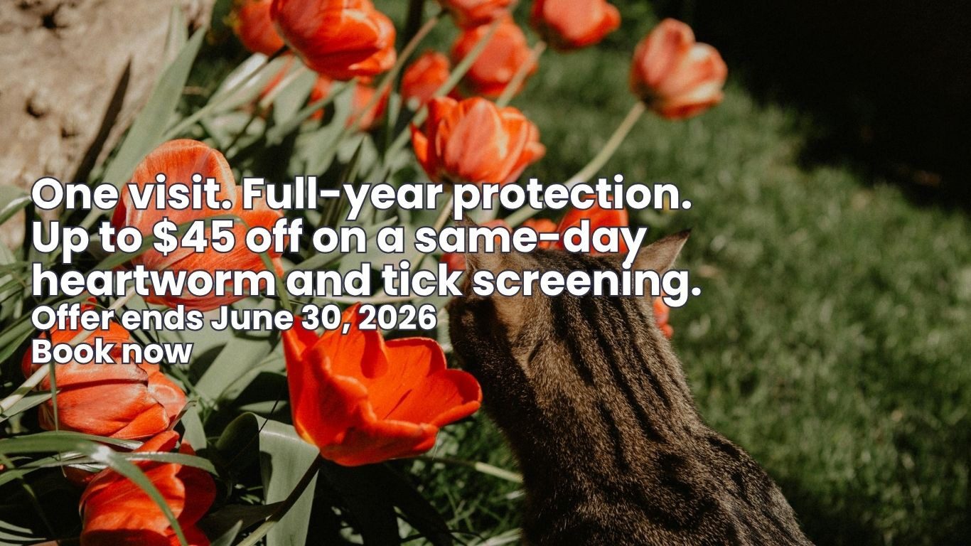 Dog and cat lying next to each other